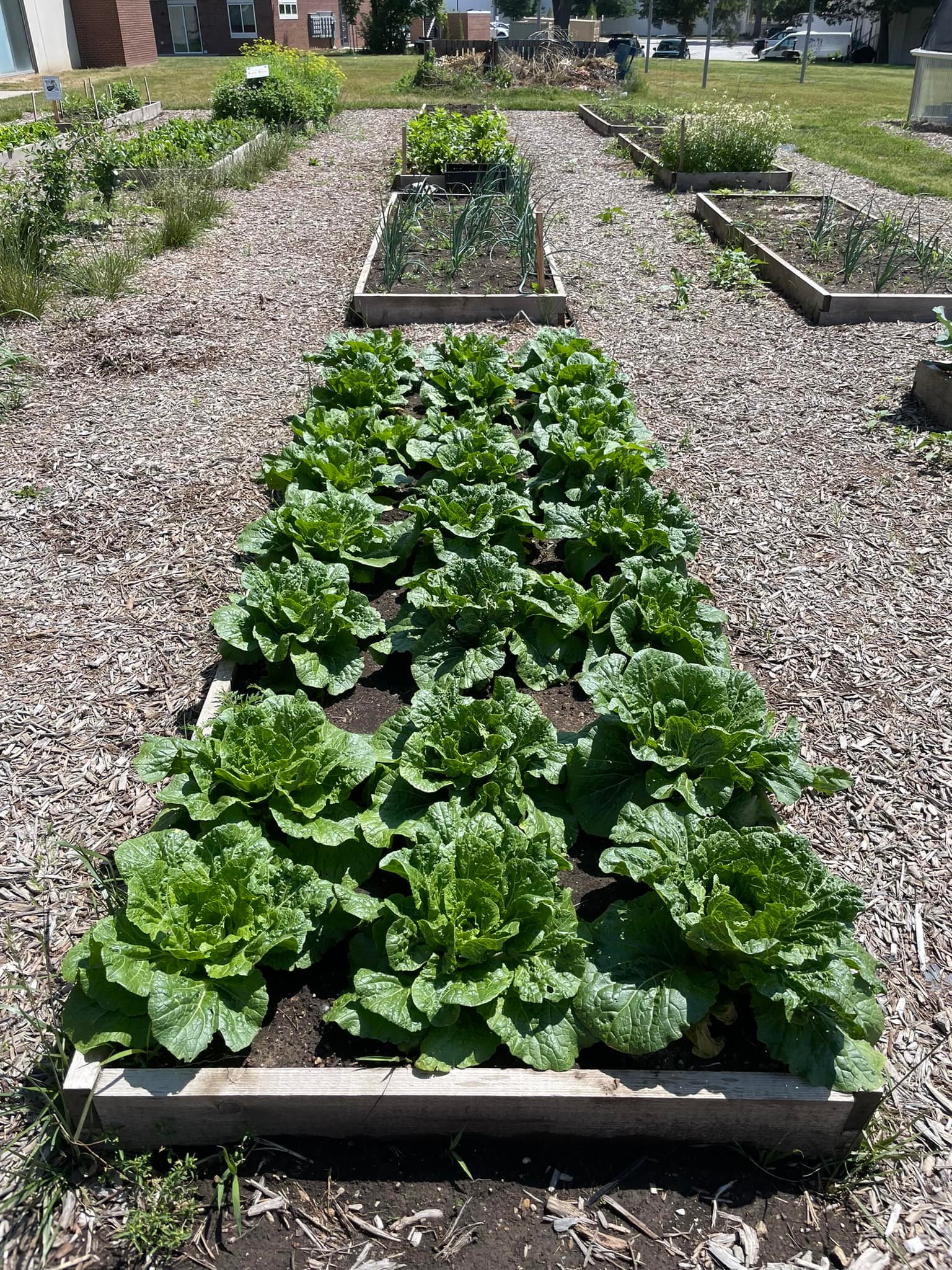 Picture of North Kansas City Community Garden