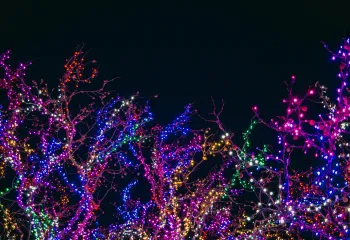Image shows the top of a group of trees covered in multi-colored Christmas lights.