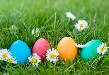 Four Easter eggs in the grass surrounded by daisies. The eggs are blue, red, orange and green.